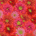 Kaffe Fassett Collective - Philip Jacob - Cactus Flower PWPJ096.RED - Half Yard - Modern Fabric Shoppe