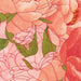 PRE - Order Darling Peony by Robin Pickens - Cotton Candy 48790 13 - Half Yard - November 2025 - Modern Fabric Shoppe